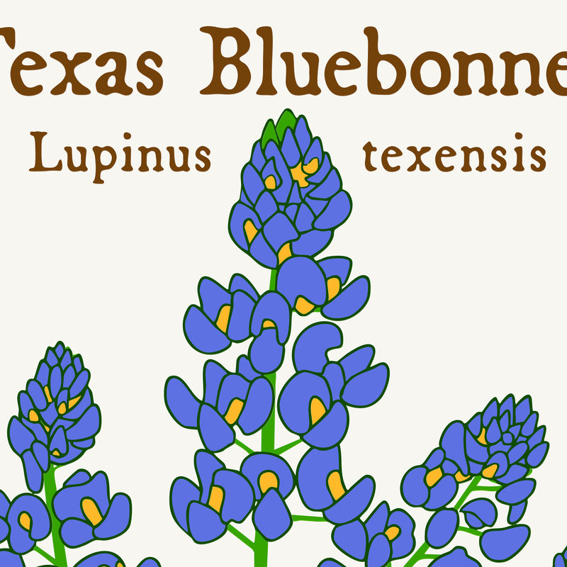 Bluebonnet Seeds