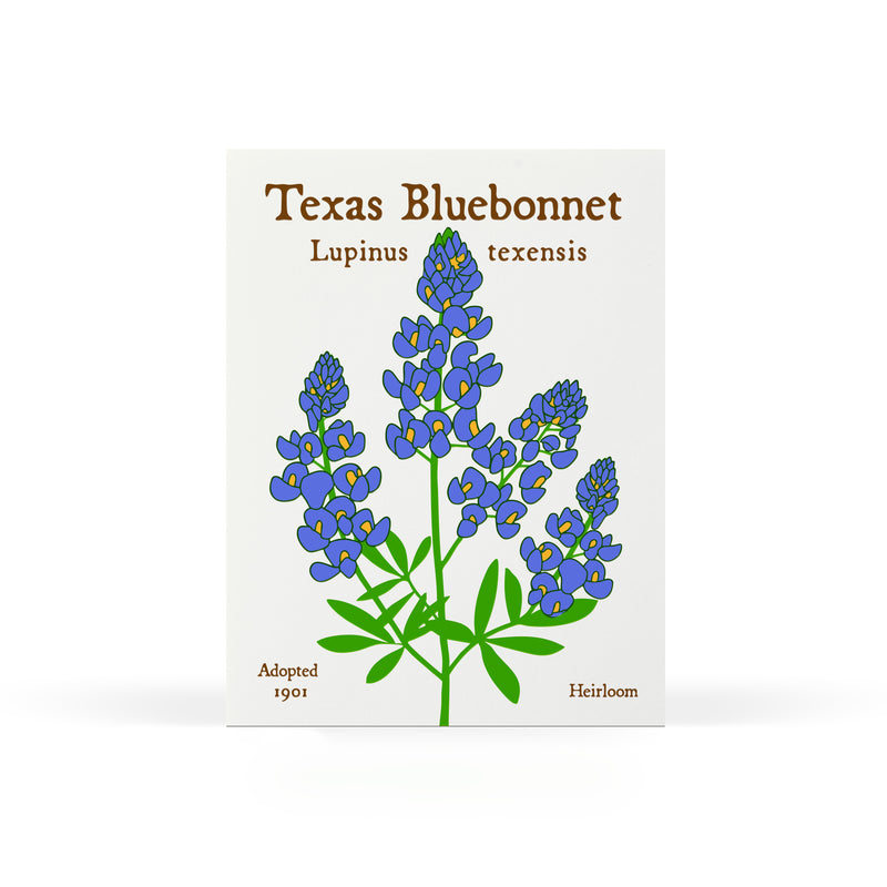 Bluebonnet Seeds
